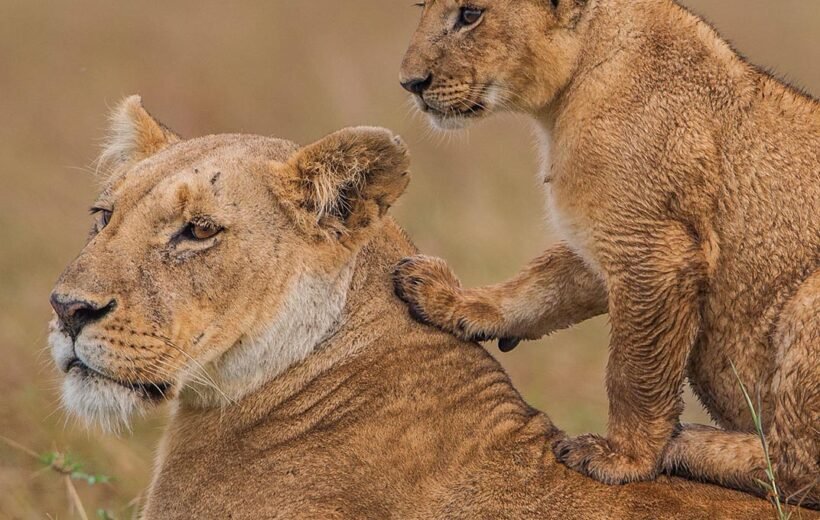 4 Days Wildlife Safari